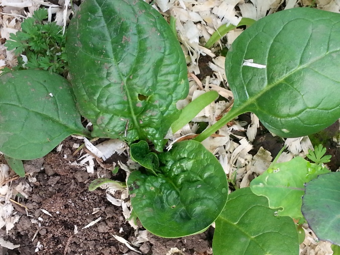 Spinach - Spinacia oleracea